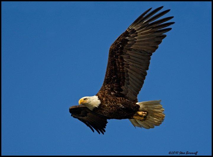 _0SB8966 american bald eagle.jpg